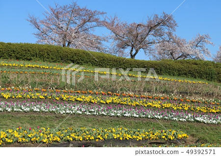 Bami多小山公園春天風景 49392571