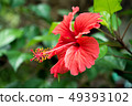 Red hibiscus flower on a green garden background 49393102