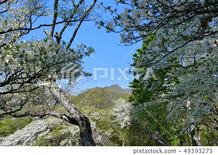 Flowering white palm moth group around Nasu hunter mountain ropeway summit station 49393275