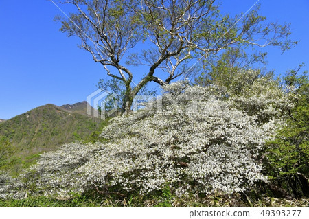 Flowering white palm moth group around Nasu hunter mountain ropeway summit station 49393277
