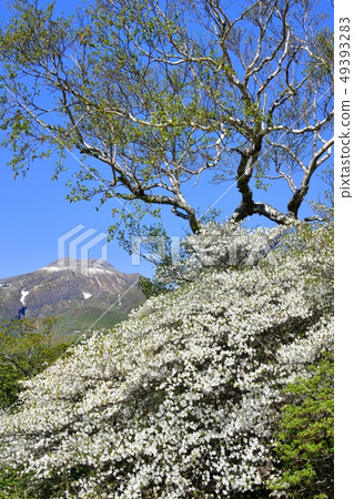 在Nasu獵人山索道山頂駐地附近的開花的白色棕櫚飛蛾小組 49393283