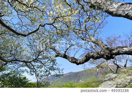 在Nasu獵人山索道山頂駐地附近的開花的白色棕櫚飛蛾小組 在Nasu獵人山索道山頂駐地附近的開花的白色棕櫚飛蛾小組 49393286