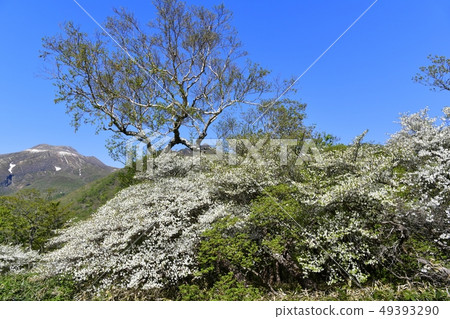 在Nasu獵人山索道山頂駐地附近的開花的白色棕櫚飛蛾小組 49393290