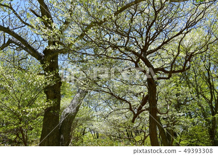在Nasu獵人山索道山頂駐地附近的開花的白色棕櫚飛蛾小組 49393308