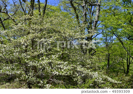 在Nasu獵人山索道山頂駐地附近的開花的白色棕櫚飛蛾小組 49393309