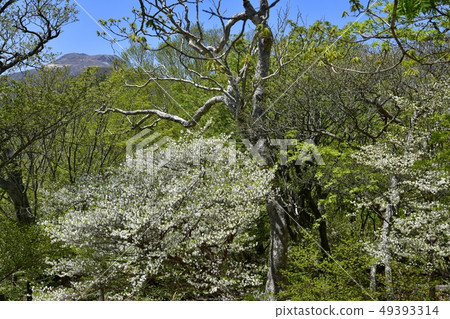 在Nasu獵人山索道山頂駐地附近的開花的白色棕櫚飛蛾小組 49393314