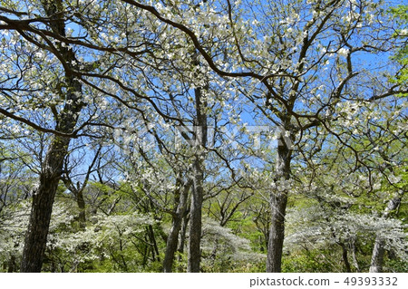 在Nasu獵人山索道山頂駐地附近的開花的白色棕櫚飛蛾小組 在Nasu獵人山索道山頂駐地附近的開花的白色棕櫚飛蛾小組 49393332
