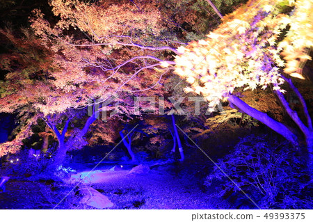 Komagome Rikugien light up 49393375