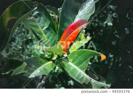 young red leaves of mangroves in perfect swamp young red leaves of mangroves in perfect swamp 49393376