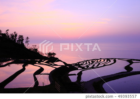 [Ishikawa Prefecture] Evening view of Shiromai Senmaida 49393557