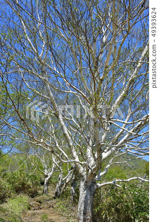 Nasu mountain range Nakano Okuraone mountain trail trails trees of stalks sprouting 49393624