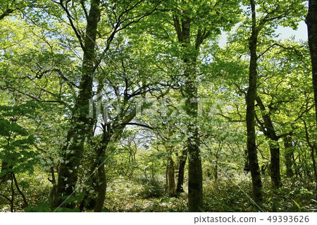 Beech and white palm of the Nasu mountain range middle Ookuraone mountain trail 49393626