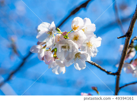 日本熊本城櫻花Asian, japanese, kumamoto cherry blossom 49394161