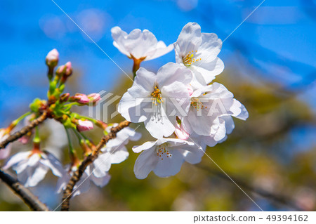 Japanese Kumamoto Castle Cherry Blossom Asian, japanese, kumamoto cherry blossom Japanese Kumamoto Castle Cherry Blossom Asian, japanese, kumamoto cherry blossom 49394162