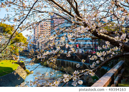 日本熊本城櫻花Asian, japanese, kumamoto cherry blossom 日本熊本城櫻花Asian, japanese, kumamoto cherry blossom 49394163