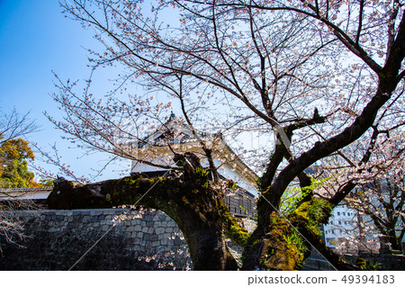Japanese Kumamoto Castle Cherry Blossom Asian, japanese, kumamoto cherry blossom 49394183