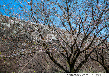 Japanese Kumamoto Castle Cherry Blossom Asian, japanese, kumamoto cherry blossom 49394199