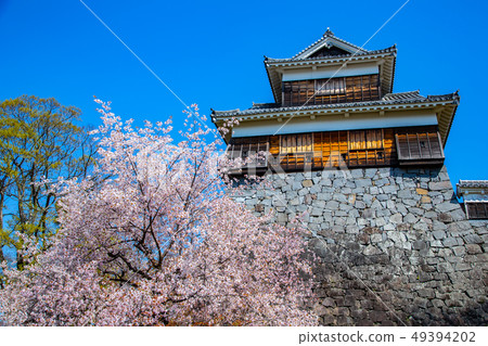 Japanese Kumamoto Castle Cherry Blossom Asian, japanese, kumamoto cherry blossom Japanese Kumamoto Castle Cherry Blossom Asian, japanese, kumamoto cherry blossom 49394202