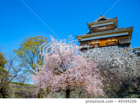 日本熊本城櫻花Asian, japanese, kumamoto cherry blossom 日本熊本城櫻花Asian, japanese, kumamoto cherry blossom 49394206