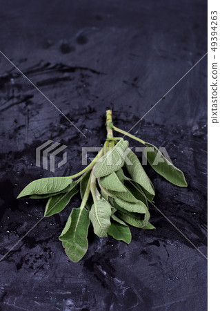 Fresh green sage branch. Fresh green sage branch. 49394263