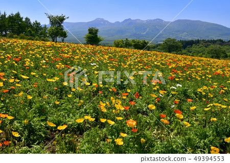 Poppy flower field and Nasu mountain range of Nasu Flower World 49394553