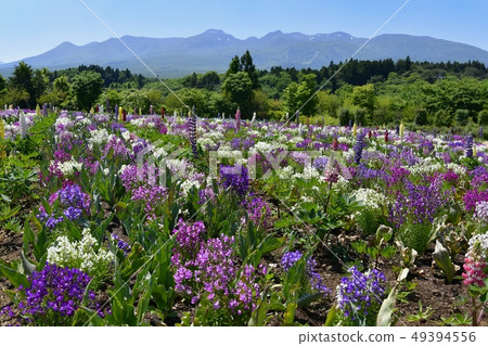 Linaria flower field and Nasu mountain range of Nasu Flower World 49394556
