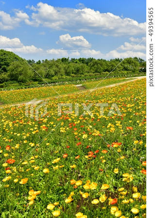 Poppy flower field of Nasu Flower World 49394565
