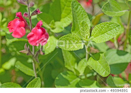 Herb cherry sage Herb cherry sage 49394891