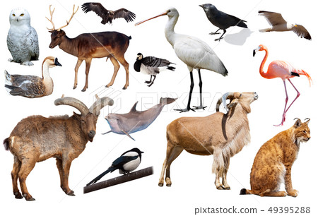 european animals isolated european animals isolated 49395288