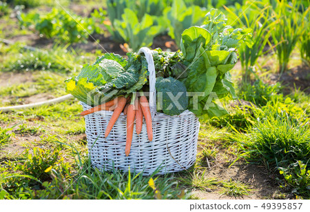 Basket of freshly picked vegetables Basket of freshly picked vegetables 49395857