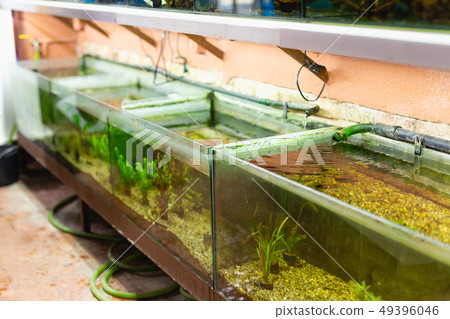 Rows of fish tanks in pet shop 49396046