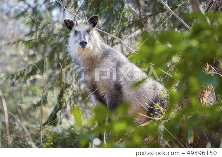 Japanese serow deer 010 inhabiting Aobayama 49396150