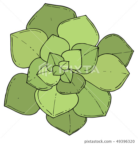 Vector Green Succulents floral botanical flower. graved ink art. Isolated succulents illustration Vector Green Succulents floral botanical flower. graved ink art. Isolated succulents illustration 49396320