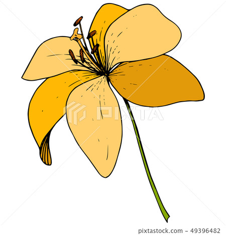 Vector Yellow Lily floral botanical flower. Engraved ink art on white background. Isolated lilium 49396482