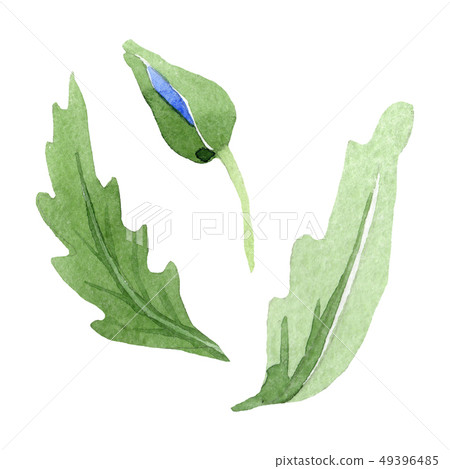 Blue poppy floral botanical flowers. Watercolor background illustration set. Isolated poppies Blue poppy floral botanical flowers. Watercolor background illustration set. Isolated poppies 49396485