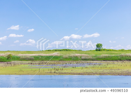 春季1號調節池塘的Watarase水庫 49396510