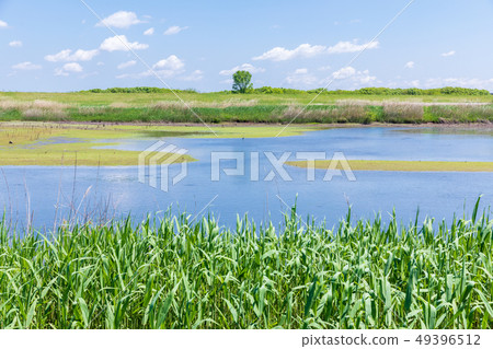 Watarase Reservoir in Spring No.1 Regulating Pond 49396512