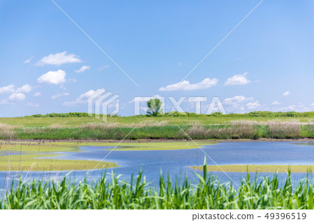 Watarase Reservoir in Spring No.1 Regulating Pond 49396519