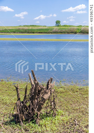 春天Watarose水庫第1個控制池塘下落的樹 49396741