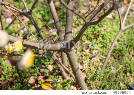 Mitsumata: Mishima (Zinchoage) wood skin, skin, tree exfoliation, hull, bark, grain, flowers, buds, fruits) 49396964