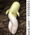 Daikon-shaped radish 49398063