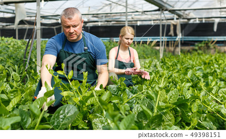 Man with woman controlling growing of Malabar spinach Man with woman controlling growing of Malabar spinach 49398151