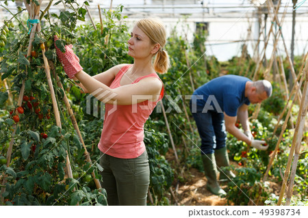 Serious couple of gardeners working with tomatoes seedlings Serious couple of gardeners working with tomatoes seedlings 49398734