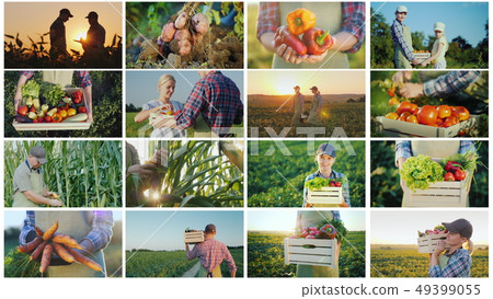 Collage of photos from farming activities and harvesting 49399055
