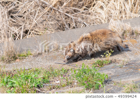 Wild scamp of scabies Wild scamp of scabies 49399424