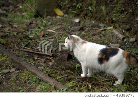 Station cat 1 49399773