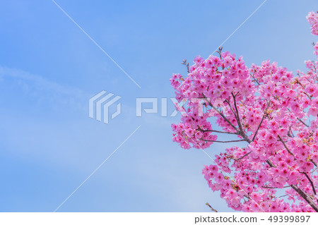 Cherry blossoms at Shin-Yokohama Park 49399897