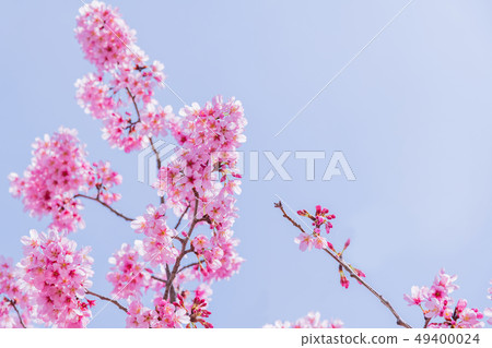 Cherry blossoms at Shin-Yokohama Park Cherry blossoms at Shin-Yokohama Park 49400024
