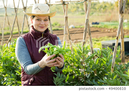 Woman harvesting broad beans 49400810