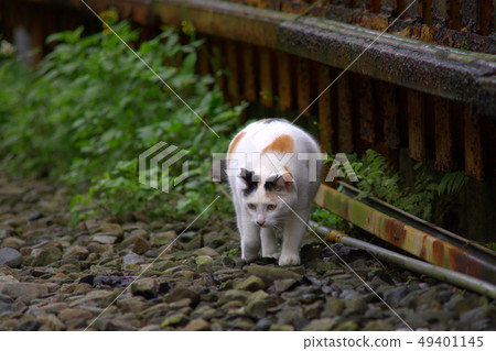 Station cat 4 Station cat 4 49401145